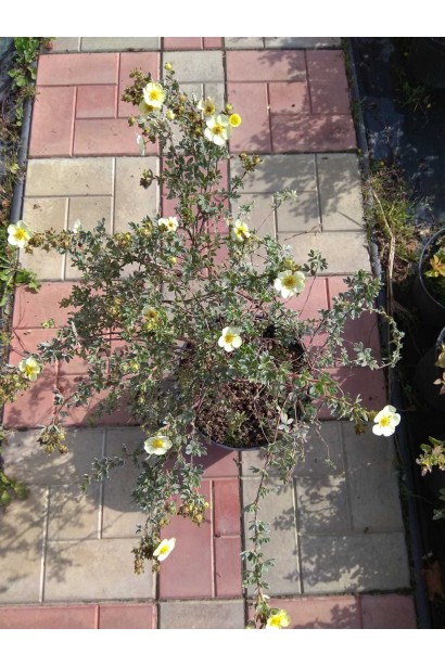 Перстач чагарниковий Прімроуз Б’юті - 5л/вис.40-50/Ø30-35